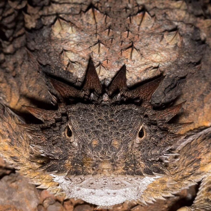 39 Incredible Wildlife Photos Captured By Talented Photographer Joe Neely