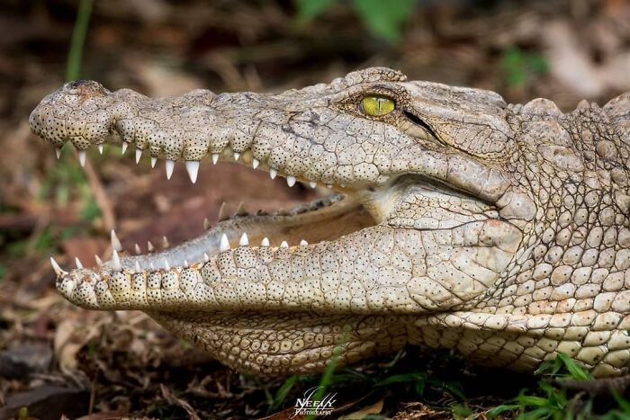 Close-up of a crocodile with open mouth showcasing sharp teeth in a wildlife photograph capturing unforgettable moments.