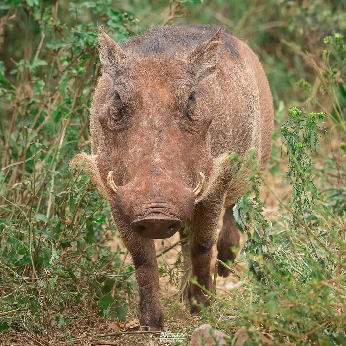 Close-up of a wild warthog walking through dense green vegetation in a natural wildlife setting.