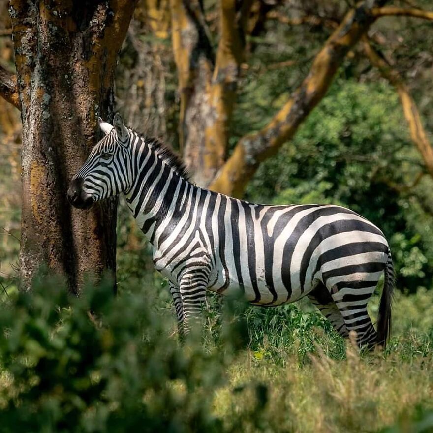 39 Incredible Wildlife Photos Captured By Talented Photographer Joe Neely