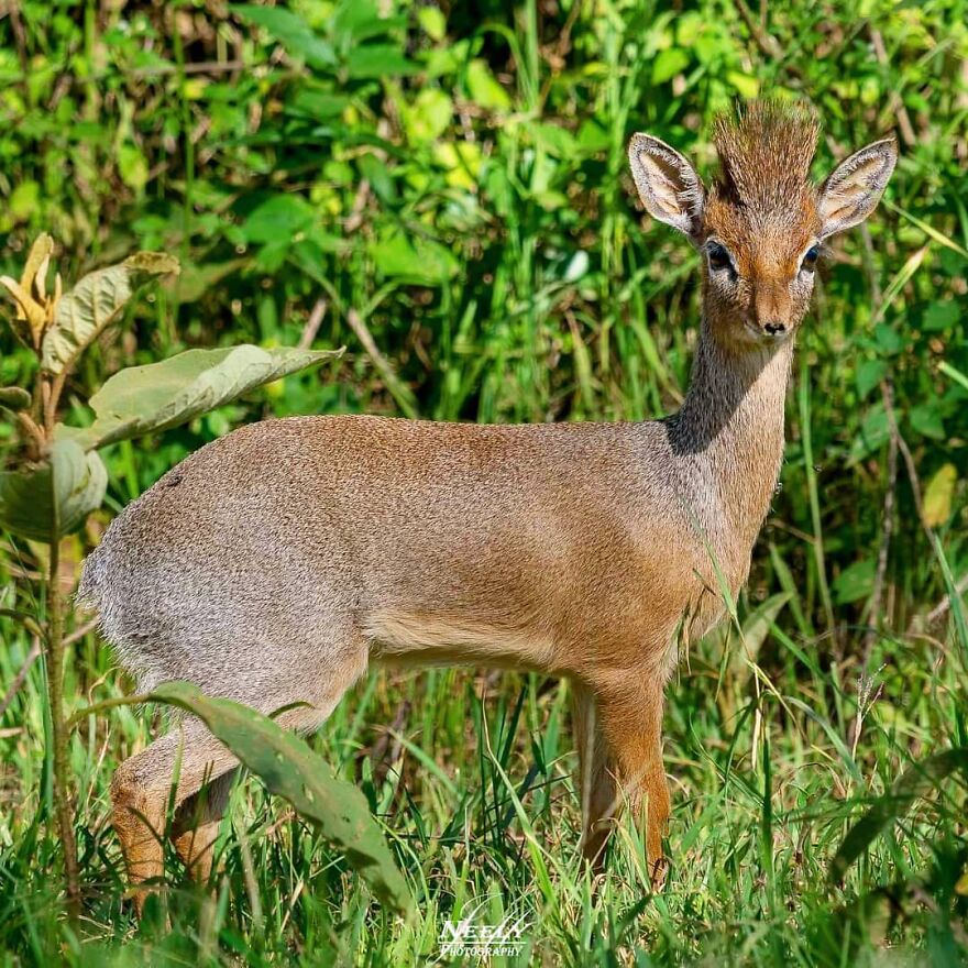 39 Incredible Wildlife Photos Captured By Talented Photographer Joe Neely