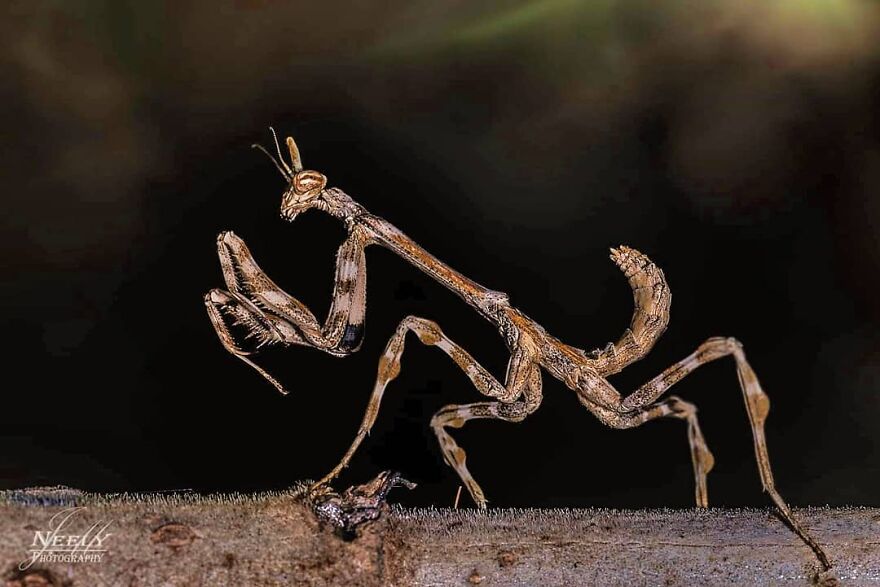 39 Incredible Wildlife Photos Captured By Talented Photographer Joe Neely