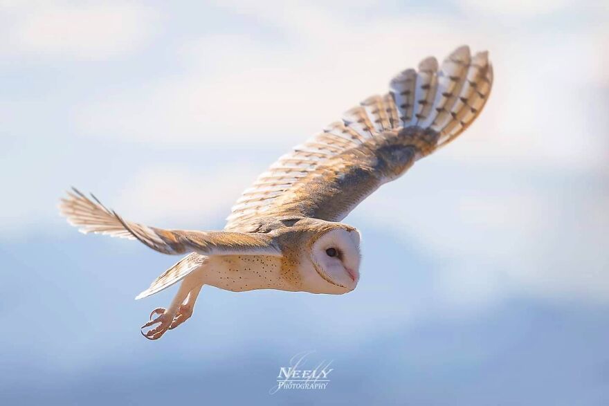 39 Incredible Wildlife Photos Captured By Talented Photographer Joe Neely