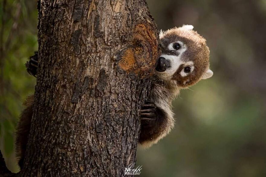 39 Incredible Wildlife Photos Captured By Talented Photographer Joe Neely