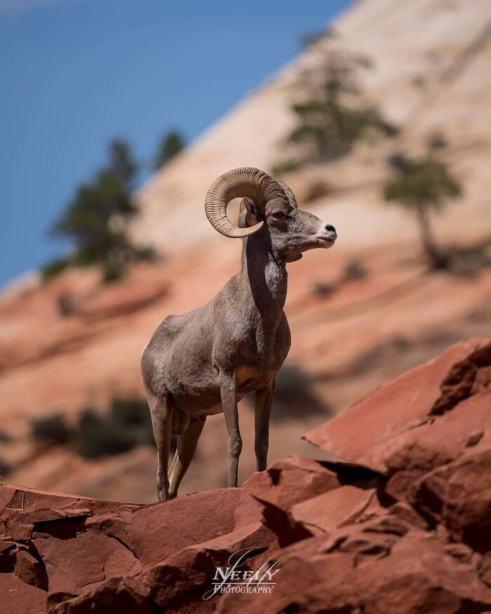 Wildlife photography of a bighorn sheep standing on red rocks with a blurred natural landscape background.