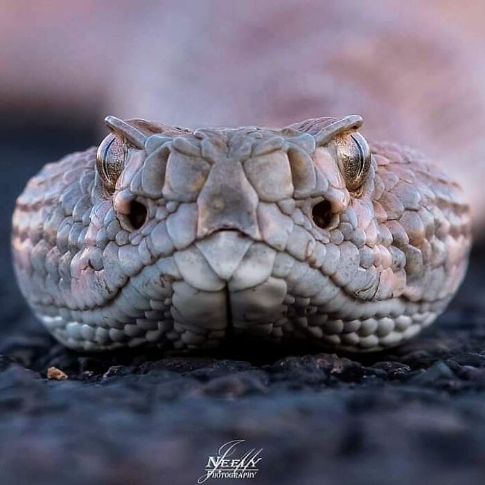 Close-up of a snake’s head resting on the ground showcasing detailed scales in a striking wildlife moment.