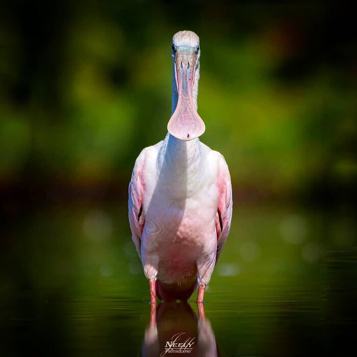 Close-up of a unique bird standing in water showcasing unforgettable wildlife in natural green surroundings.