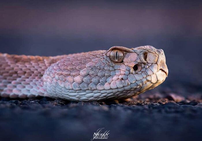 Close-up of a snake's head on the ground captured in a stunning wildlife photograph showcasing unforgettable moments.