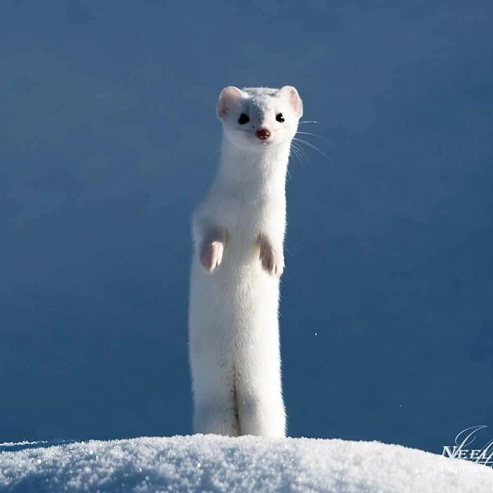 White ermine standing upright on snow, capturing an unforgettable wildlife moment in its natural snowy habitat.