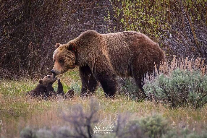 Mother bear and cub sharing a tender moment in the wild, captured in unforgettable wildlife photography by this photographer.