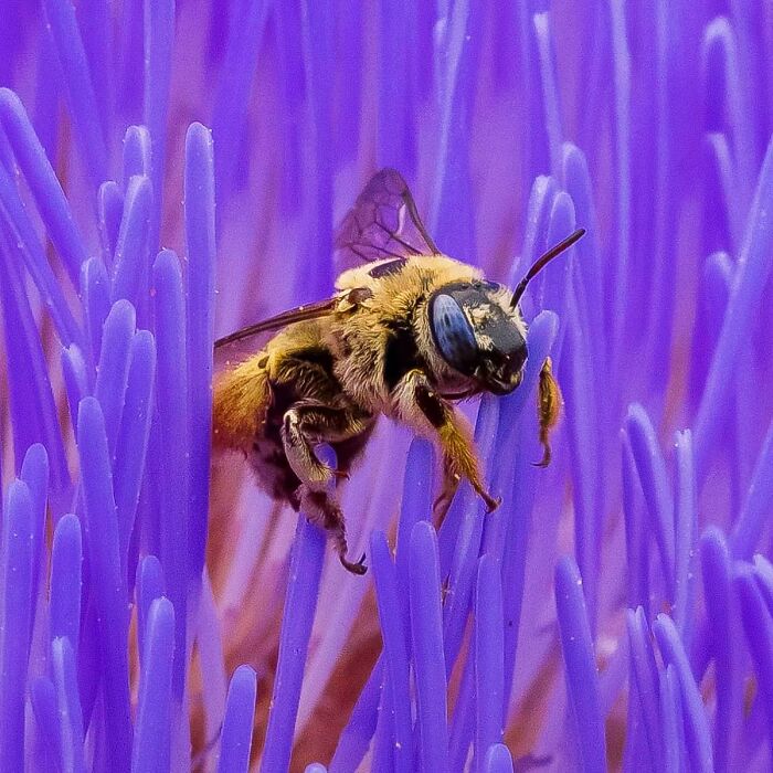 Close-up of a bee on vibrant purple flower petals, showcasing wildlife in a detailed natural moment.