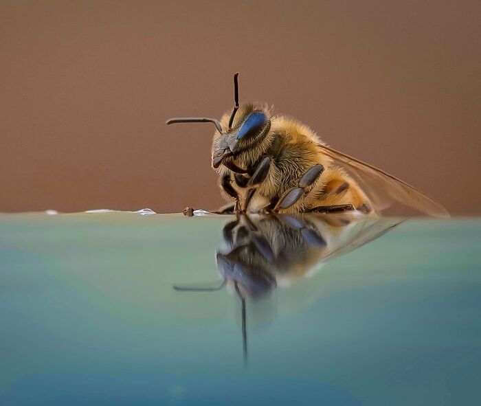 Close-up of a bee drinking water, showcasing unforgettable wildlife moments captured by a skilled photographer.