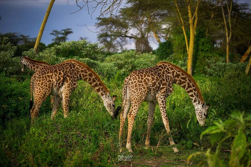 39 Incredible Wildlife Photos Captured By Talented Photographer Joe Neely