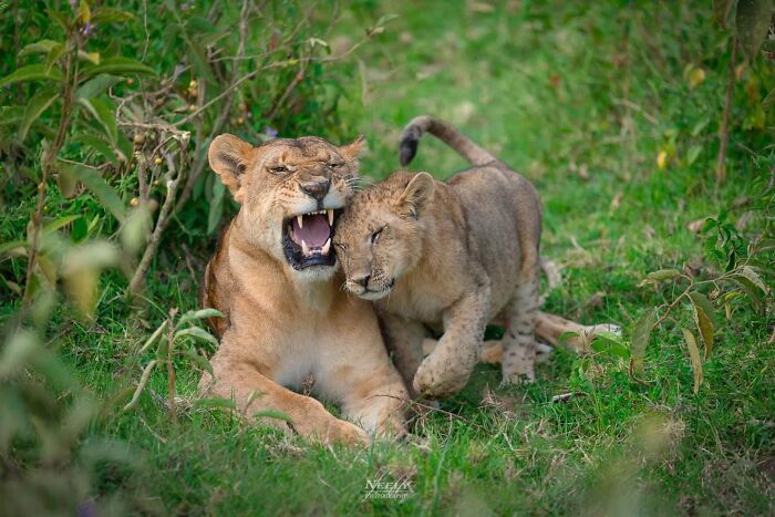 Lioness showing teeth and playing with a cub in green grass captured in unforgettable wildlife moments.