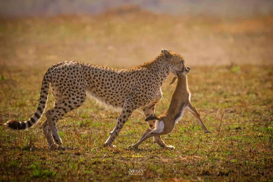 39 Incredible Wildlife Photos Captured By Talented Photographer Joe Neely