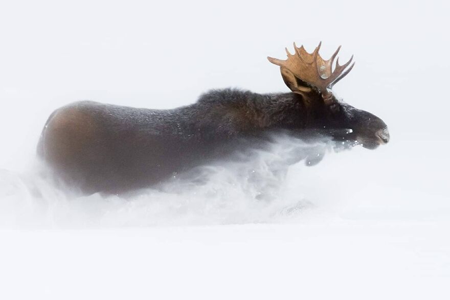 39 Incredible Wildlife Photos Captured By Talented Photographer Joe Neely