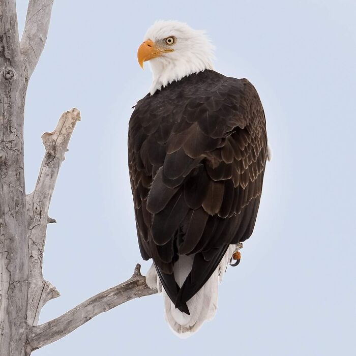Bald eagle perched on a bare tree branch in a stunning wildlife photograph capturing unforgettable moments.
