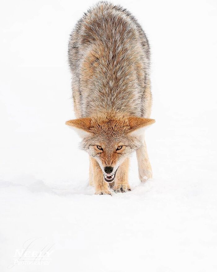 Coyote in snow captured in a striking wildlife moment by a skilled wildlife photographer.