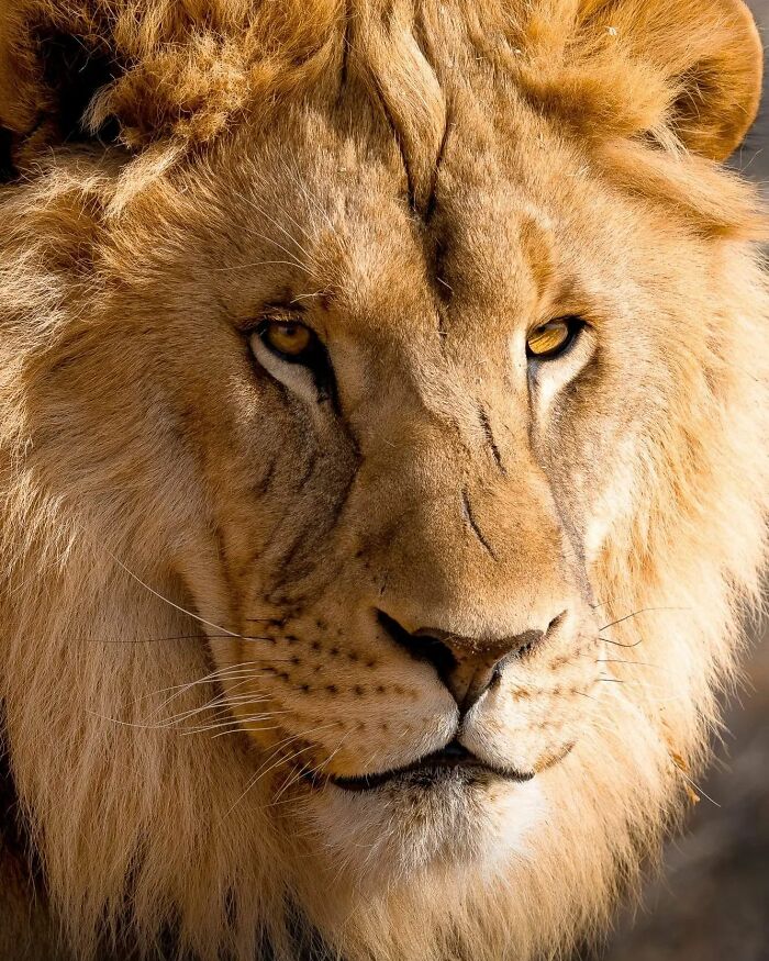 Close-up of a male lion with detailed fur and intense eyes, showcasing unforgettable moments featuring wildlife.