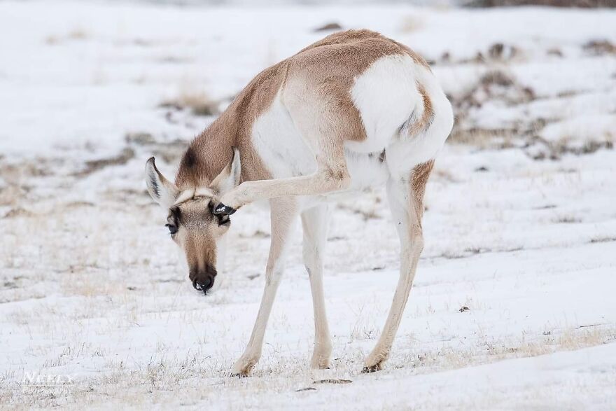 39 Incredible Wildlife Photos Captured By Talented Photographer Joe Neely