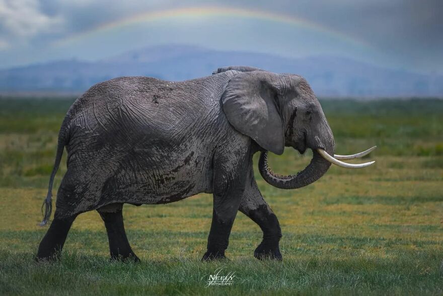 39 Incredible Wildlife Photos Captured By Talented Photographer Joe Neely