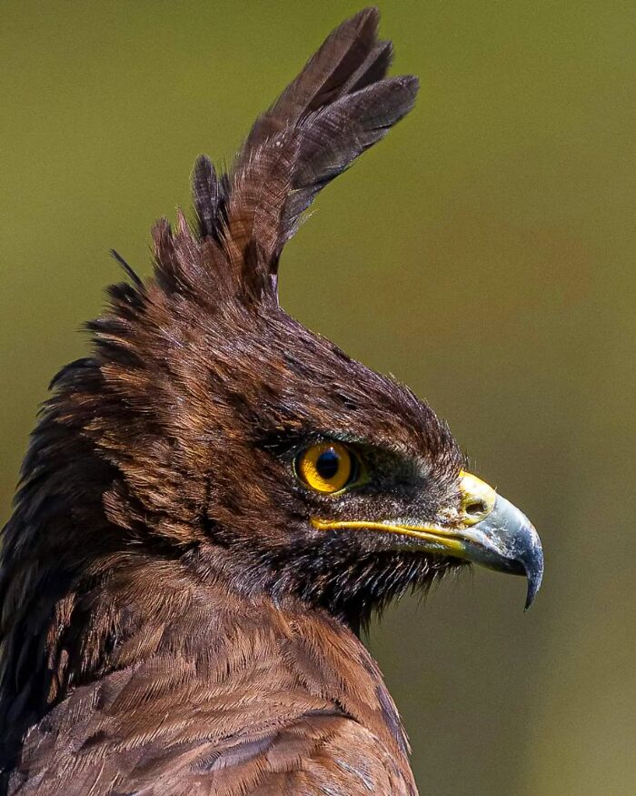 Close-up of a wildlife bird with sharp yellow eyes and a hooked beak, showcasing detailed feathers in natural light.