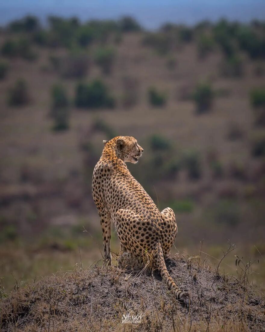 39 Incredible Wildlife Photos Captured By Talented Photographer Joe Neely