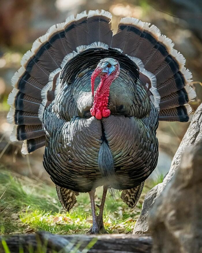 Wildlife turkey displaying feathers in natural habitat, captured in a detailed and vivid wildlife moment by a photographer.