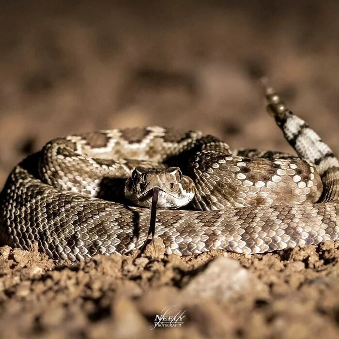 Coiled rattlesnake on dry ground with tongue flicking, showcasing unforgettable wildlife moments in nature photography.