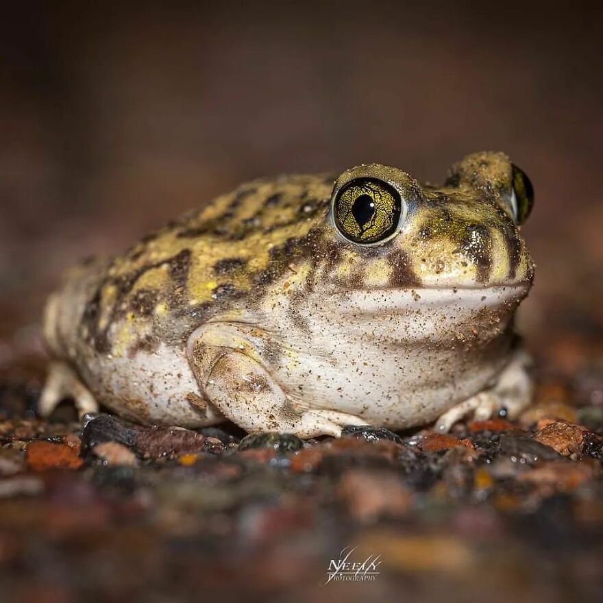 39 Incredible Wildlife Photos Captured By Talented Photographer Joe Neely