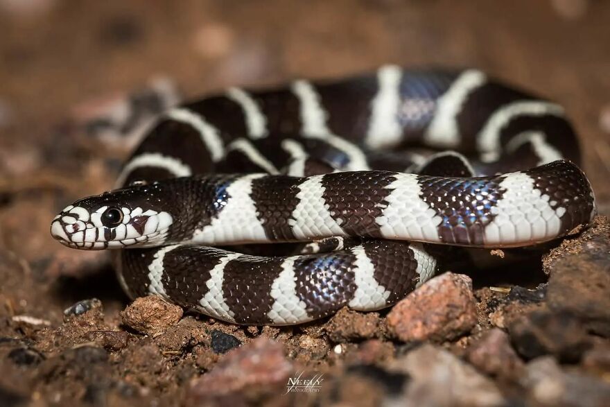 39 Incredible Wildlife Photos Captured By Talented Photographer Joe Neely