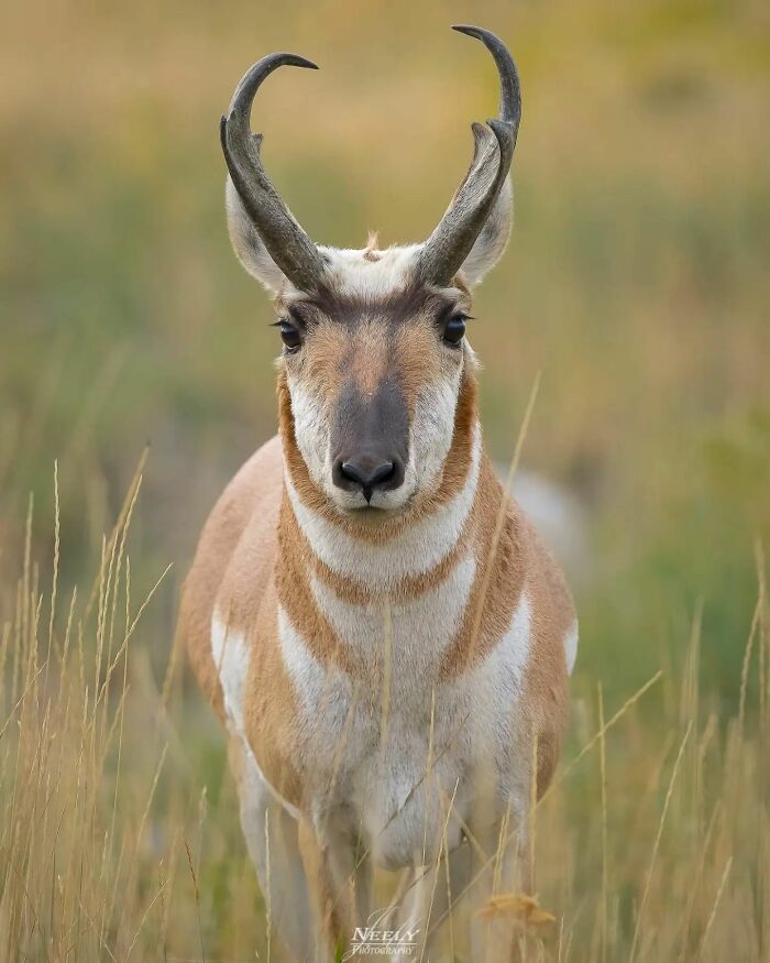 Close-up of a pronghorn antelope standing in tall grass, showcasing unforgettable moments featuring wildlife.