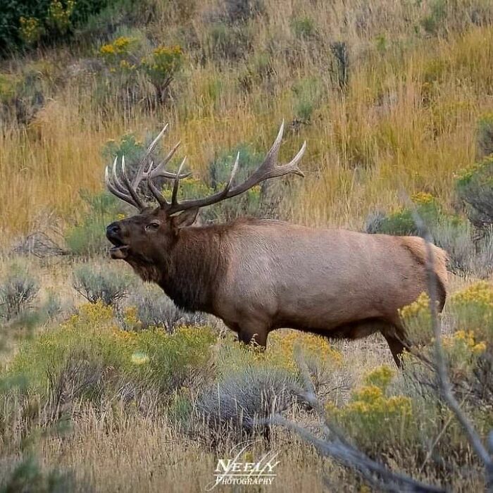 Elk standing in tall grass and wildflowers, captured in a stunning wildlife photography moment in natural habitat.