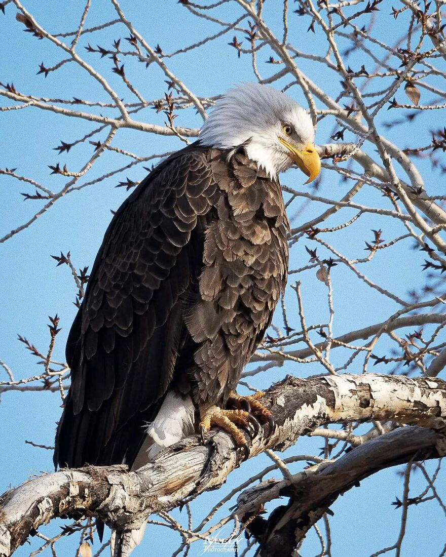 39 Incredible Wildlife Photos Captured By Talented Photographer Joe Neely