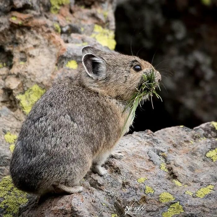 Small furry wildlife animal with grass in its mouth sitting on a rock covered with yellow lichen.