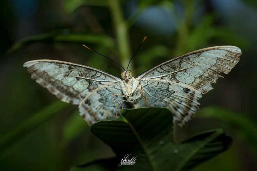 39 Incredible Wildlife Photos Captured By Talented Photographer Joe Neely