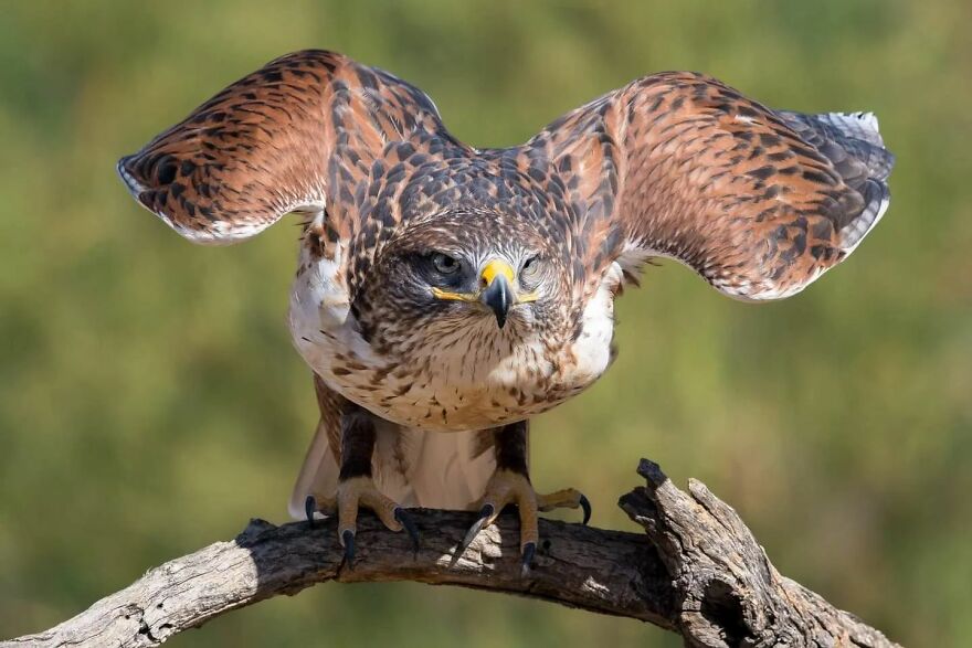 39 Incredible Wildlife Photos Captured By Talented Photographer Joe Neely