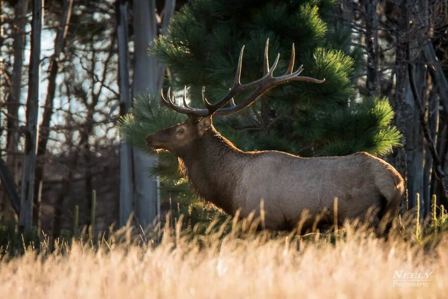 39 Incredible Wildlife Photos Captured By Talented Photographer Joe Neely