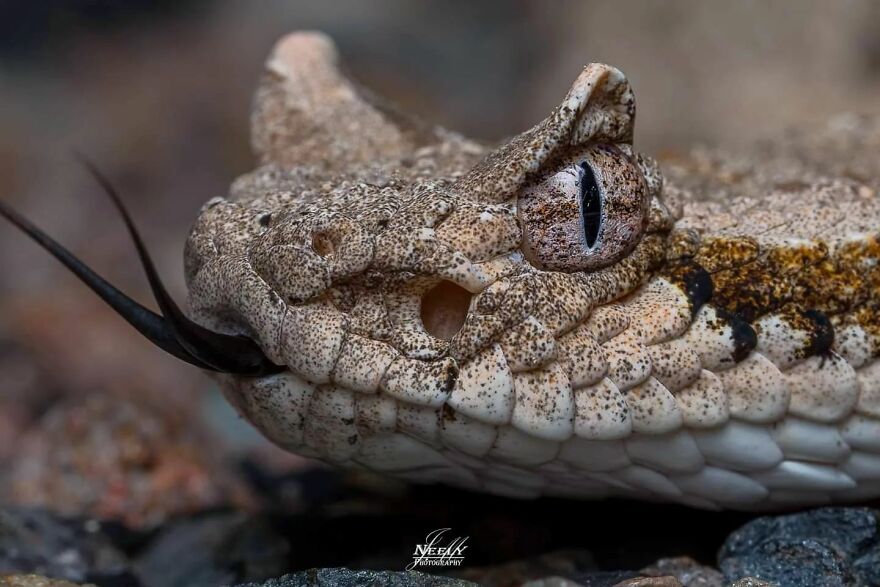 39 Incredible Wildlife Photos Captured By Talented Photographer Joe Neely