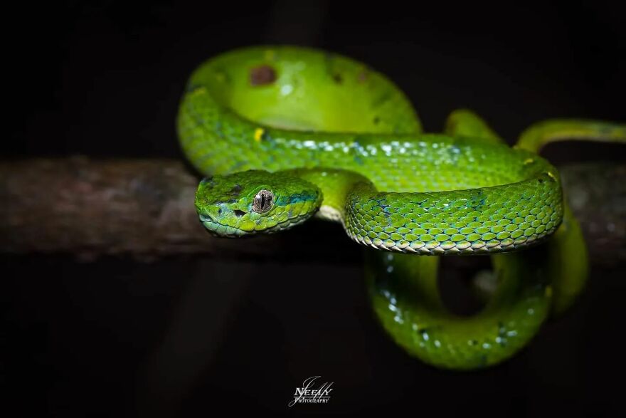 39 Incredible Wildlife Photos Captured By Talented Photographer Joe Neely