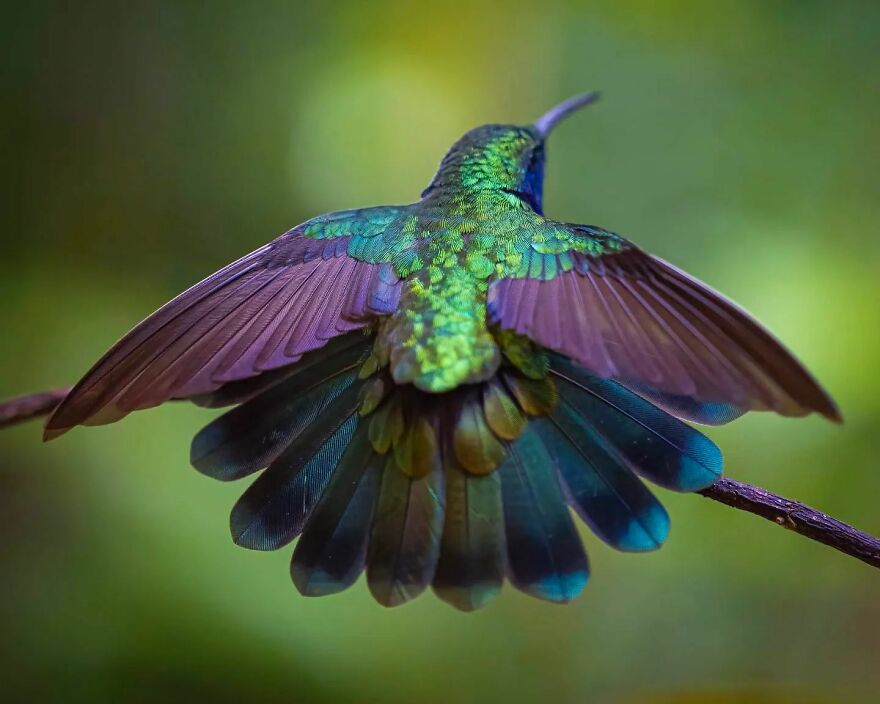 39 Incredible Wildlife Photos Captured By Talented Photographer Joe Neely