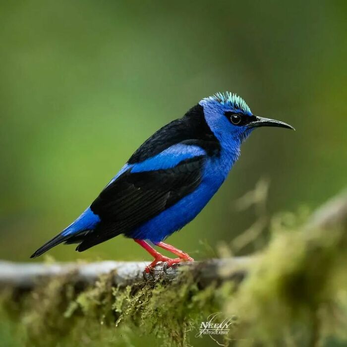 Vibrant blue and black bird perched on mossy branch, showcasing unforgettable wildlife moments captured by photographer.