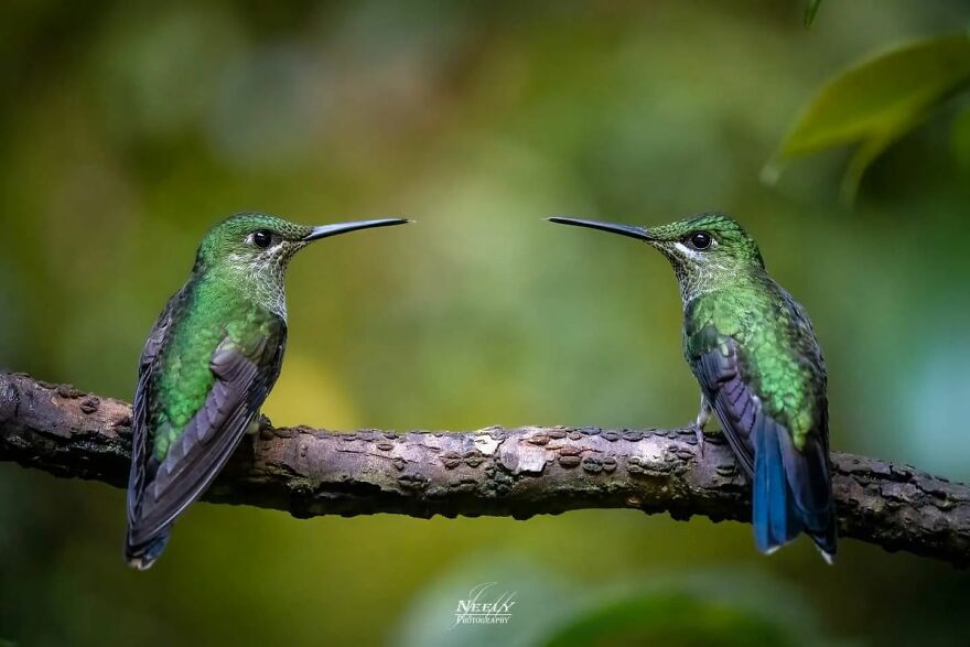 39 Incredible Wildlife Photos Captured By Talented Photographer Joe Neely