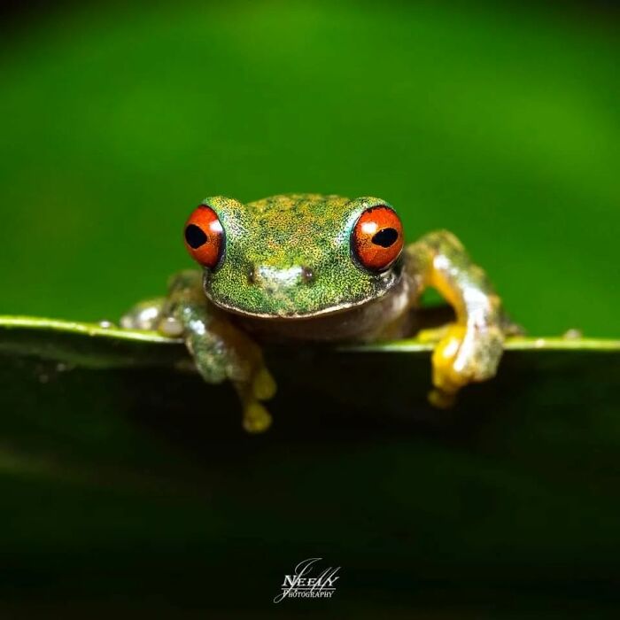 Close-up of a vibrant frog with red eyes perched on a leaf, showcasing unforgettable wildlife moments in nature photography.