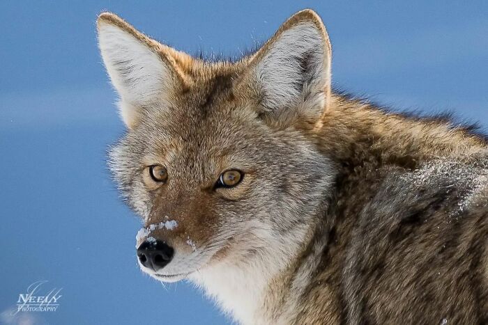 Close-up of a wild coyote in winter snow, showcasing unforgettable moments featuring wildlife in natural habitat photography.