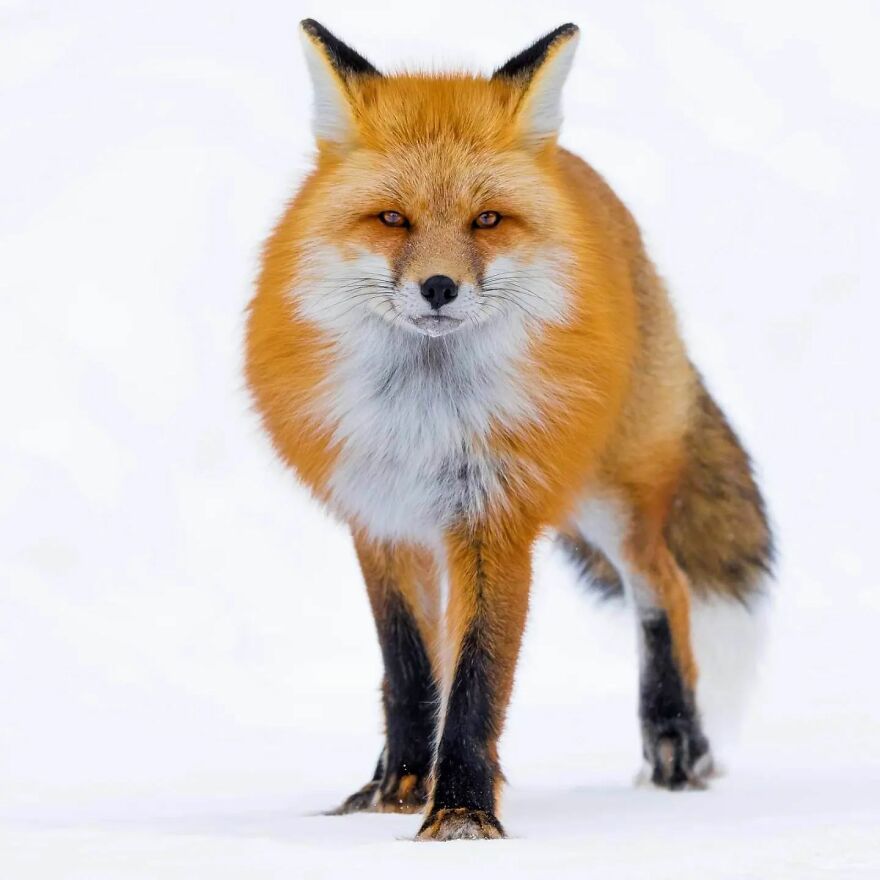 39 Incredible Wildlife Photos Captured By Talented Photographer Joe Neely