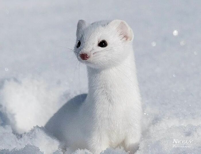 White weasel in snow, captured in a wildlife moment showcasing nature's beauty and animal behavior.