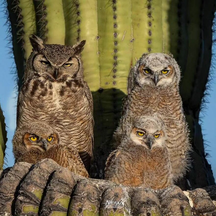 39 Incredible Wildlife Photos Captured By Talented Photographer Joe Neely