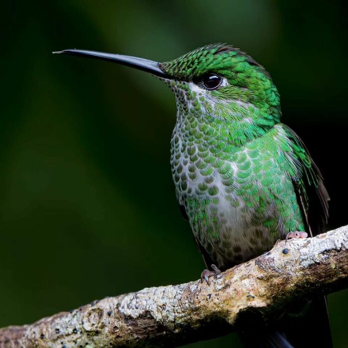 Close-up of a vibrant green hummingbird perched on a branch, showcasing stunning wildlife in natural habitat.