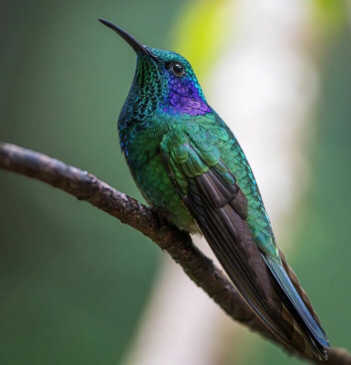 Vibrant hummingbird perched on a branch showcasing unforgettable wildlife moments captured by a photographer.